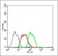phospho-HSP70 (Tyr611) Rabbit pAb